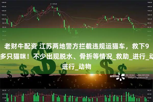 老财牛配资 江苏两地警方拦截违规运猫车，救下900多只猫咪！不少出现脱水、骨折等情况_救助_进行_动物